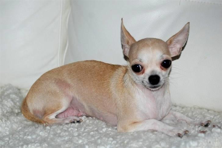 Chihuahua 1414s Cindy billede 5