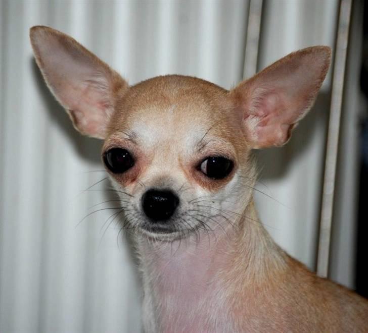 Chihuahua 1414s Cindy billede 6