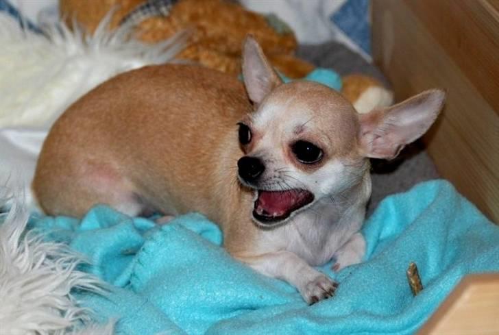 Chihuahua 1414s Cindy billede 7