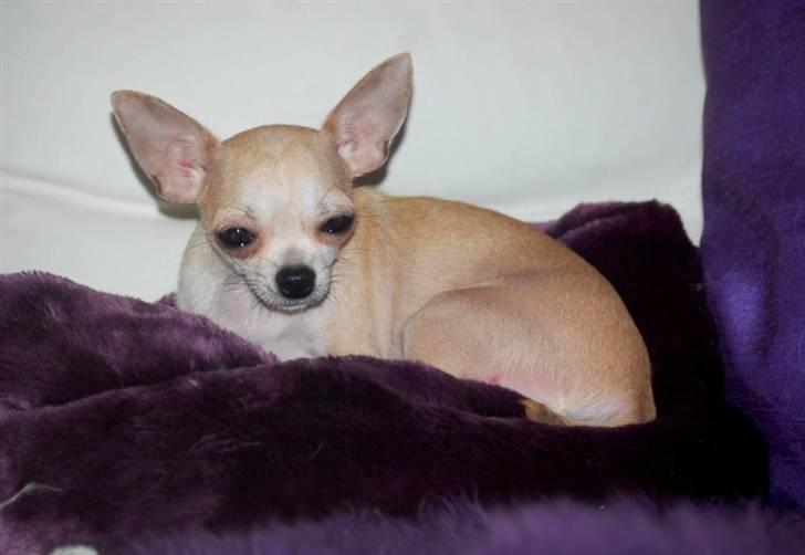 Chihuahua 1414s Cindy billede 8