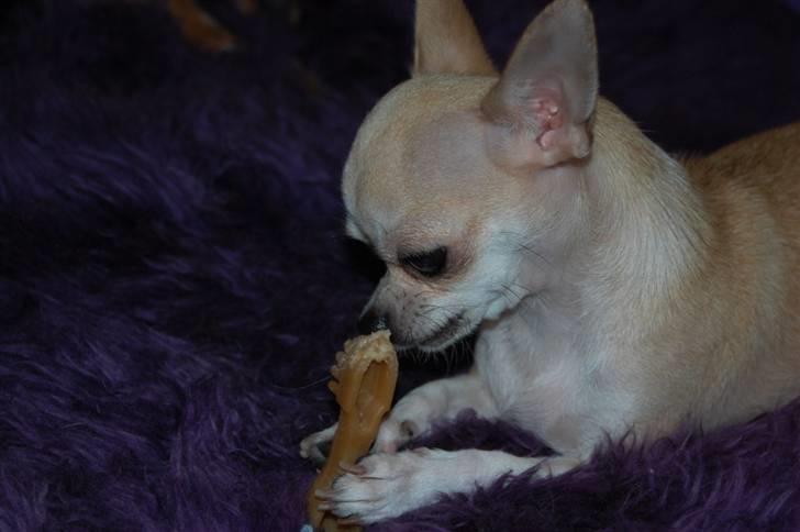 Chihuahua 1414s Cindy billede 9