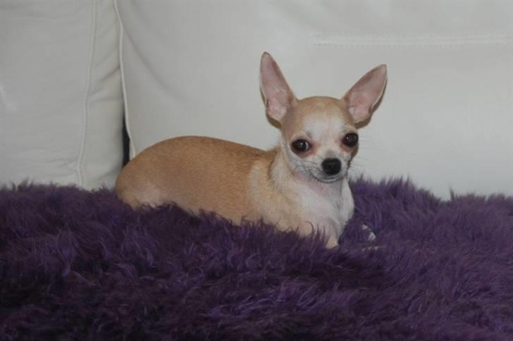 Chihuahua 1414s Cindy billede 10