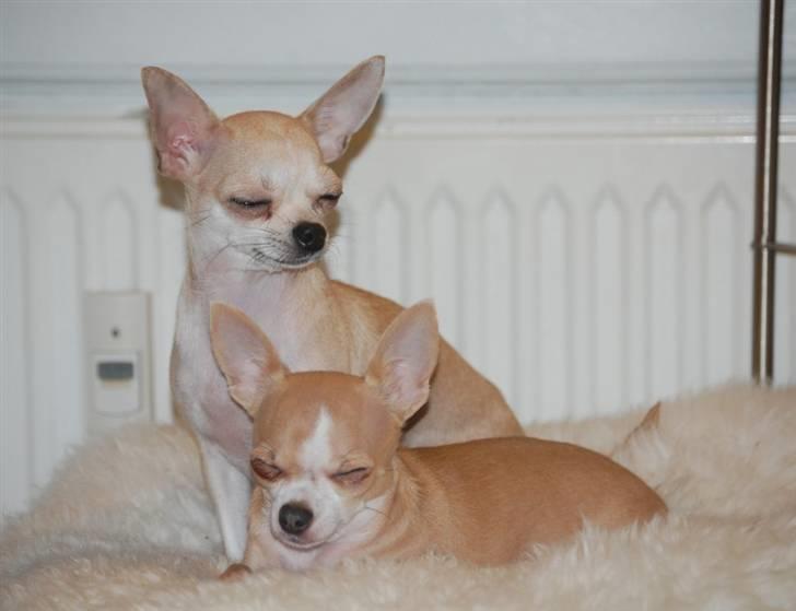 Chihuahua 1414s Cindy billede 11