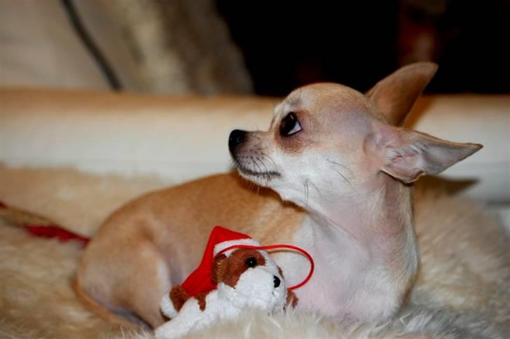 Chihuahua 1414s Cindy billede 12