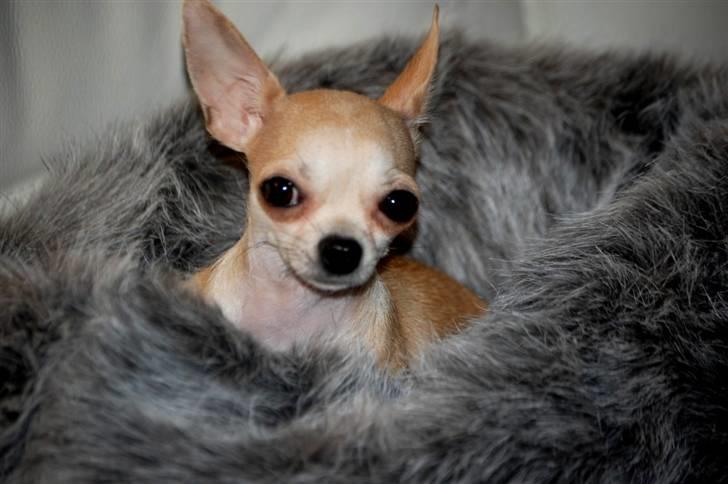 Chihuahua 1414s Cindy billede 14
