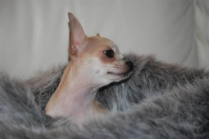 Chihuahua 1414s Cindy billede 15