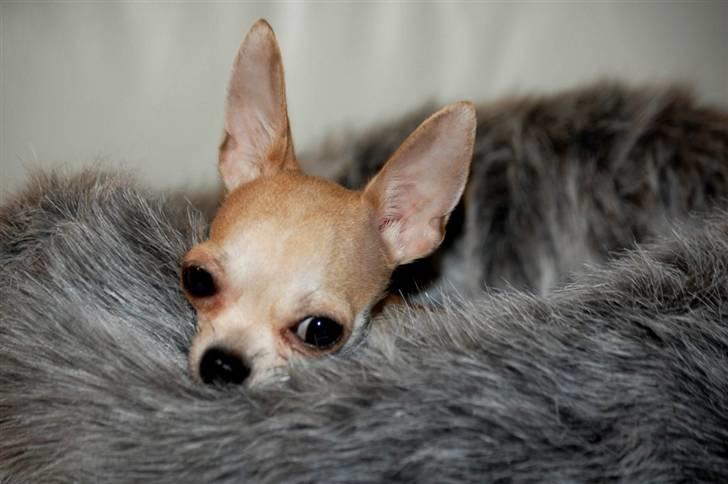Chihuahua 1414s Cindy billede 16