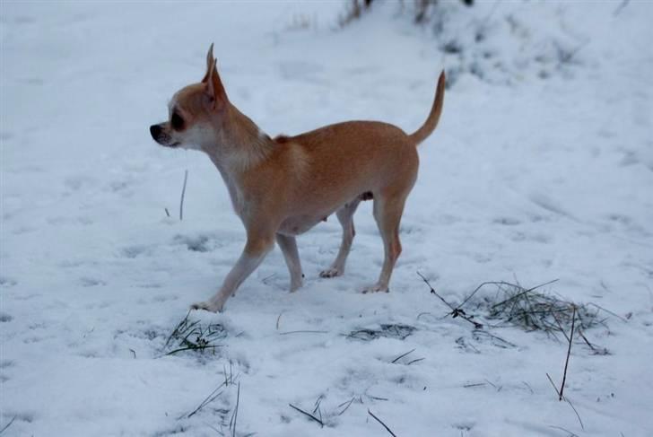 Chihuahua 1414s Cindy billede 17