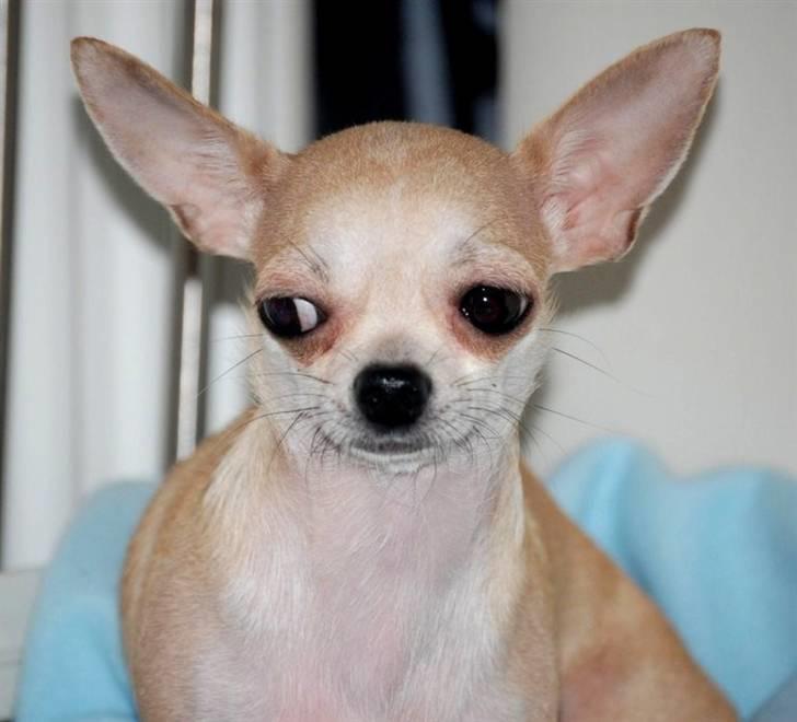 Chihuahua 1414s Cindy billede 18