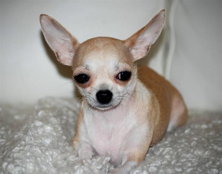 Chihuahua 1414s Cindy billede 19