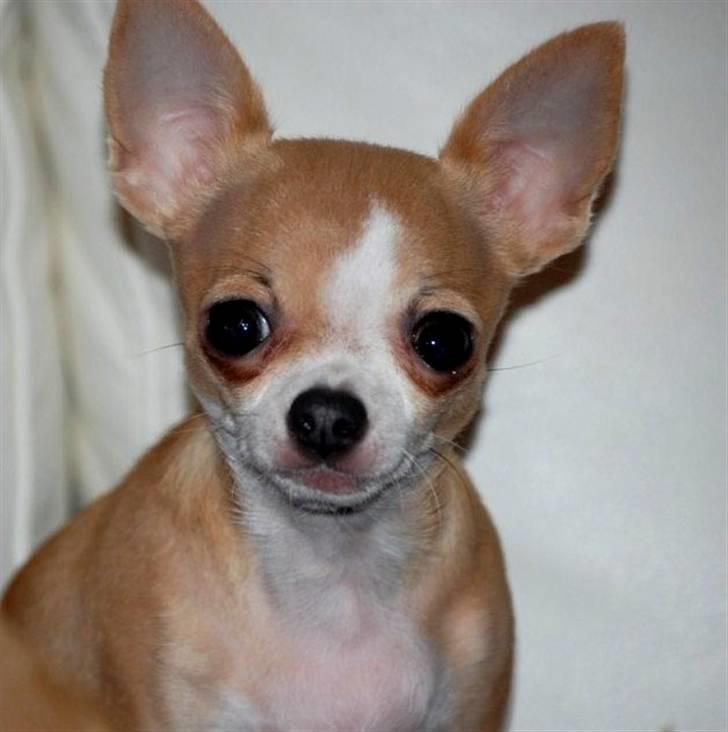 Chihuahua Saga billede 12