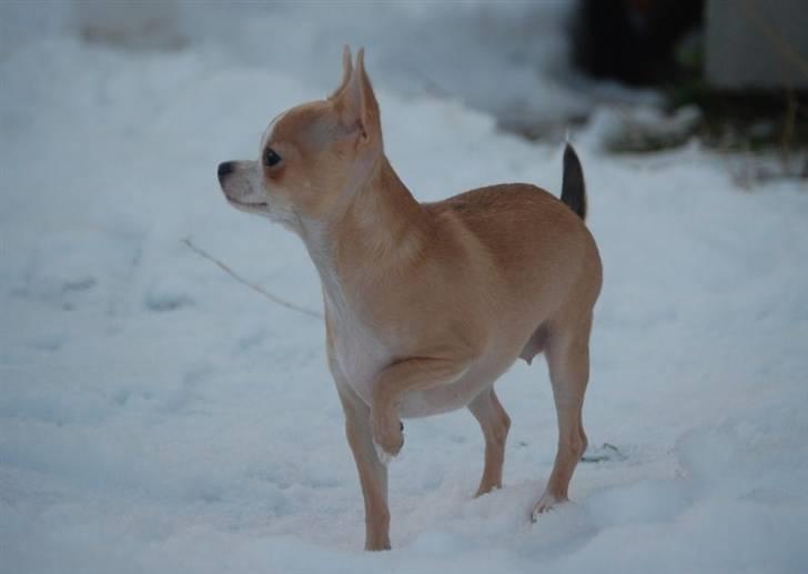 Chihuahua Saga billede 13