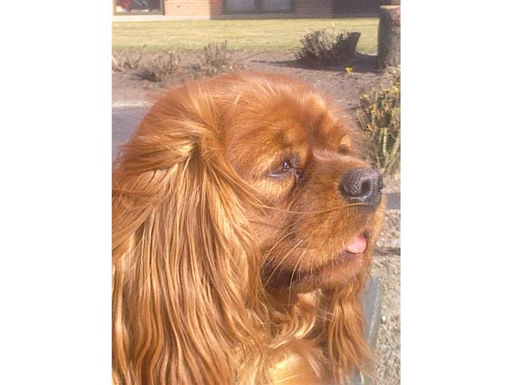 Cavalier king charles spaniel Atti's picture perfect billede 1