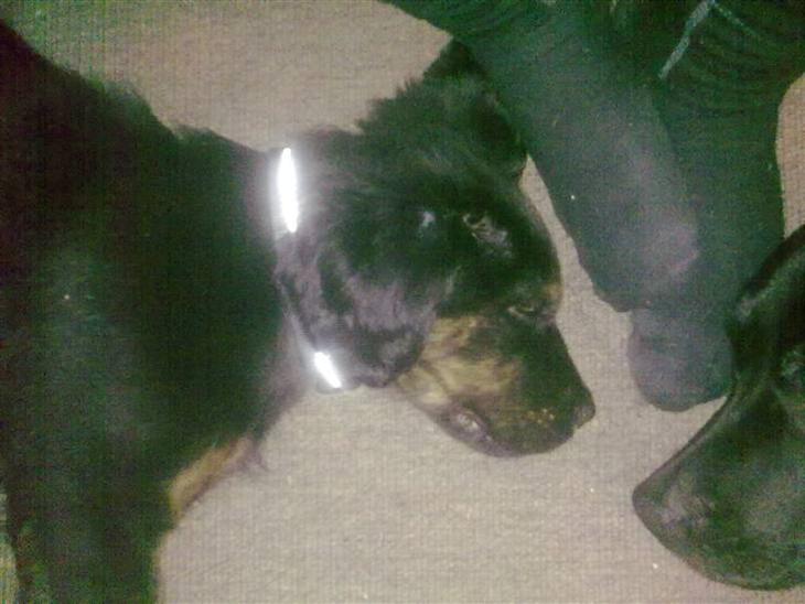 {{currentPhoto.altText}} billede {{currentPhoto.number}}