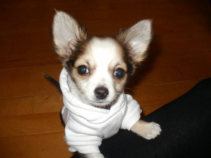 {{currentPhoto.altText}} billede {{currentPhoto.number}}