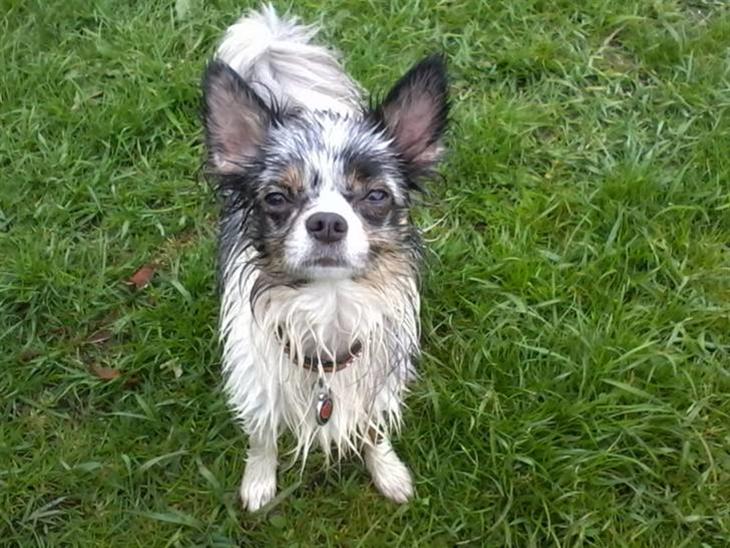 {{currentPhoto.altText}} billede {{currentPhoto.number}}