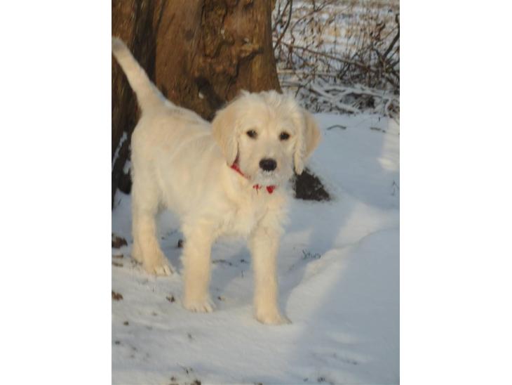 Blanding af racer Valder (yy)<3 solgt. - hej din lille jule mand !&#9829; billede 1