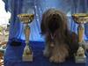 Lhasa apso Syrenens Casino Royale