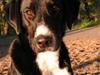 Blanding af racer Gringo [ Himmelhund]