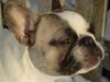 Fransk bulldog SIF