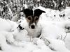 Jack russell terrier BELLA [ Himmelhund]
