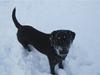Labrador retriever Maggie