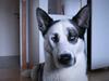 Blanding af racer chiko [Tidl. hund]