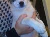 Blanding af racer Acilla [Tidl. hund]