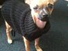 Chihuahua Buller