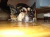 Blanding af racer sigurt R.I.P [ Himmelhund]
