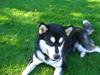 Alaskan malamute Harley