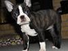Boston terrier Bertha