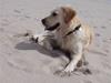 Golden retriever *Laika Nyholm*