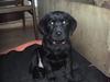 Labrador retriever Kia TimberRoad a Doghouse