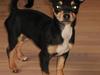 Chihuahua Fifi *RIP* 
