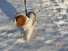 Cavalier king charles spaniel Noma