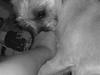 Cairn terrier Oliver *RIP*