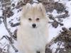 Pomeranian Malou 