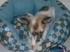Chihuahua GISMO
