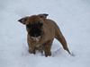Fransk bulldog Bailey