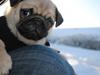 Mops Eddie