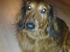 Gravhund Muttley R.I.P  [ Himmelhund]
