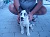 Blanding af racer ricko R.I.P [ Himmelhund]