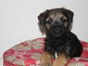 Border terrier Arthur <3
