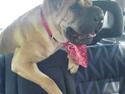 Shar pei Minya