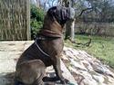 Shar pei Donya from the Wrinkle Do