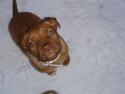 Dogue de bordeaux Nala