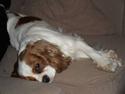 Cavalier king charles spaniel Jessica <3 Min Engel<3