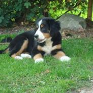 Berner sennenhund Wilma