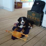 Berner sennenhund Wilma